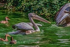 0206-pelicans