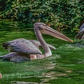 0207-pelicans