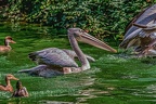 0207-pelicans