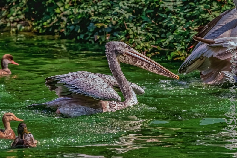 0208-pelicans.jpg