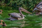 0208-pelicans
