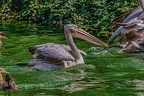 0209-pelicans