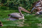 0210-pelicans