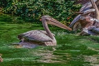 0211-pelicans