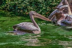 0212-pelicans