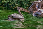 0213-pelicans