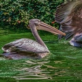 0214-pelicans