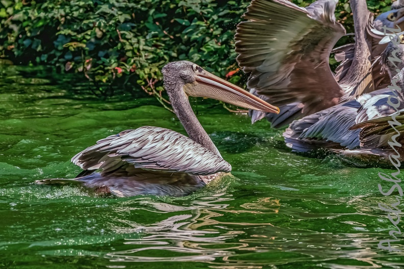 0215-pelicans