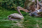 0215-pelicans