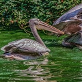 0216-pelicans