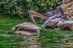 0218-pelicans