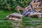 0220-pelicans