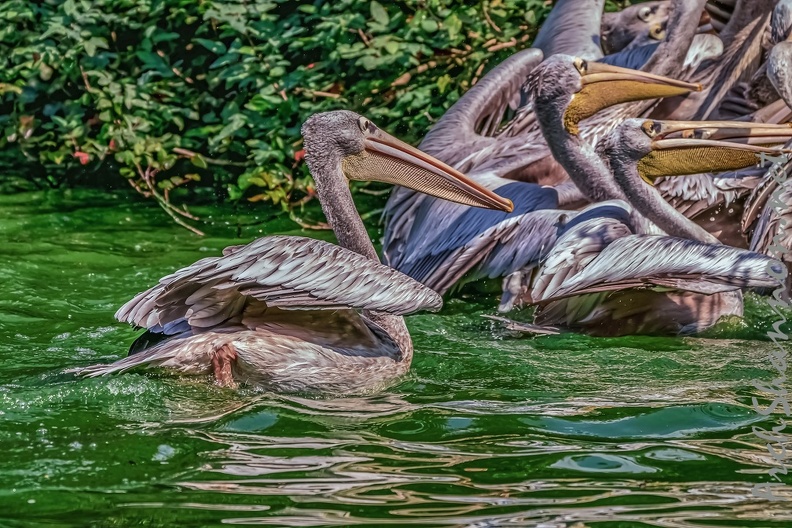 0221-pelicans.jpg