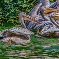 0222-pelicans
