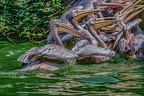 0225-pelicans
