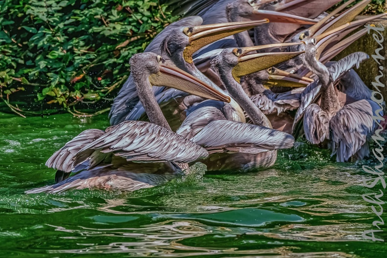 0226-pelicans