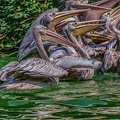 0227-pelicans