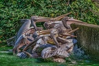 0229-pelicans