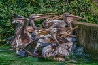 0230-pelicans