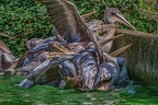 0231-pelicans