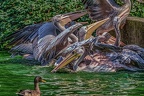 0234-pelicans