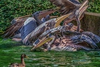 0235-pelicans