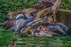 0236-pelicans