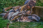 0237-pelicans
