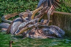 0238-pelicans