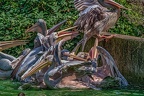 0239-pelicans