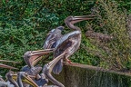 0241-pelicans