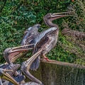 0242-pelicans
