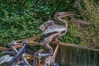 0244-pelicans