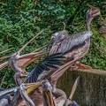 0245-pelicans