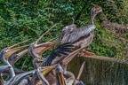 0245-pelicans
