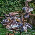 0246-pelicans