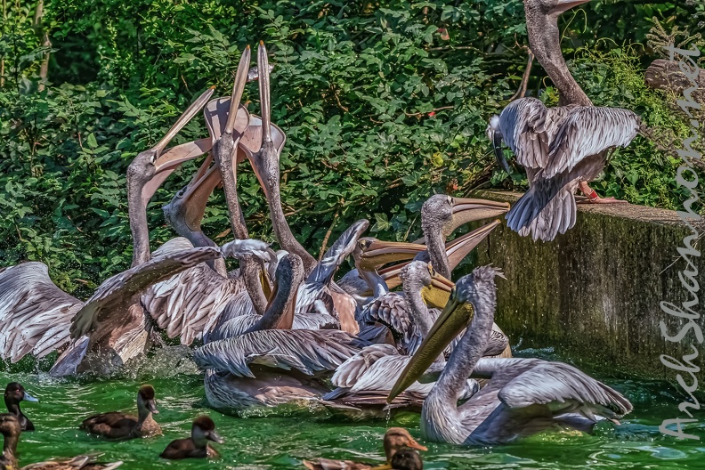 0249-pelicans