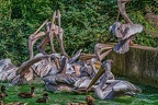 0249-pelicans