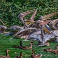 0250-pelicans