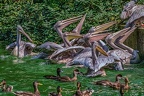 0250-pelicans