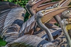 0252-pelicans
