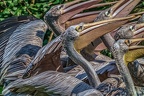 0253-pelicans