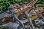 0255-pelicans