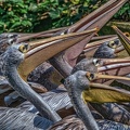 0258-pelicans