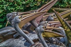 0258-pelicans