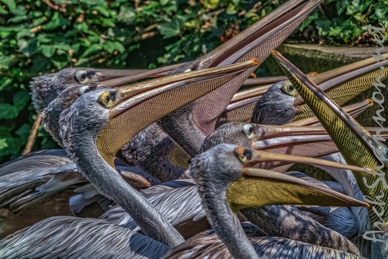 0259-pelicans