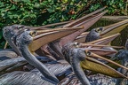 0264-pelicans