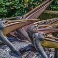 0270-pelicans