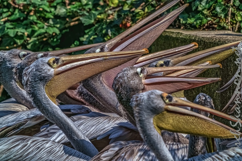 0271-pelicans.jpg