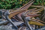 0271-pelicans